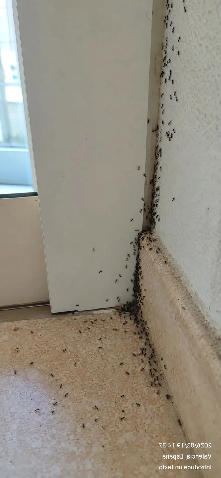 Tratamiento de hormigas en Palau-solità i Plegamans — PalauControl