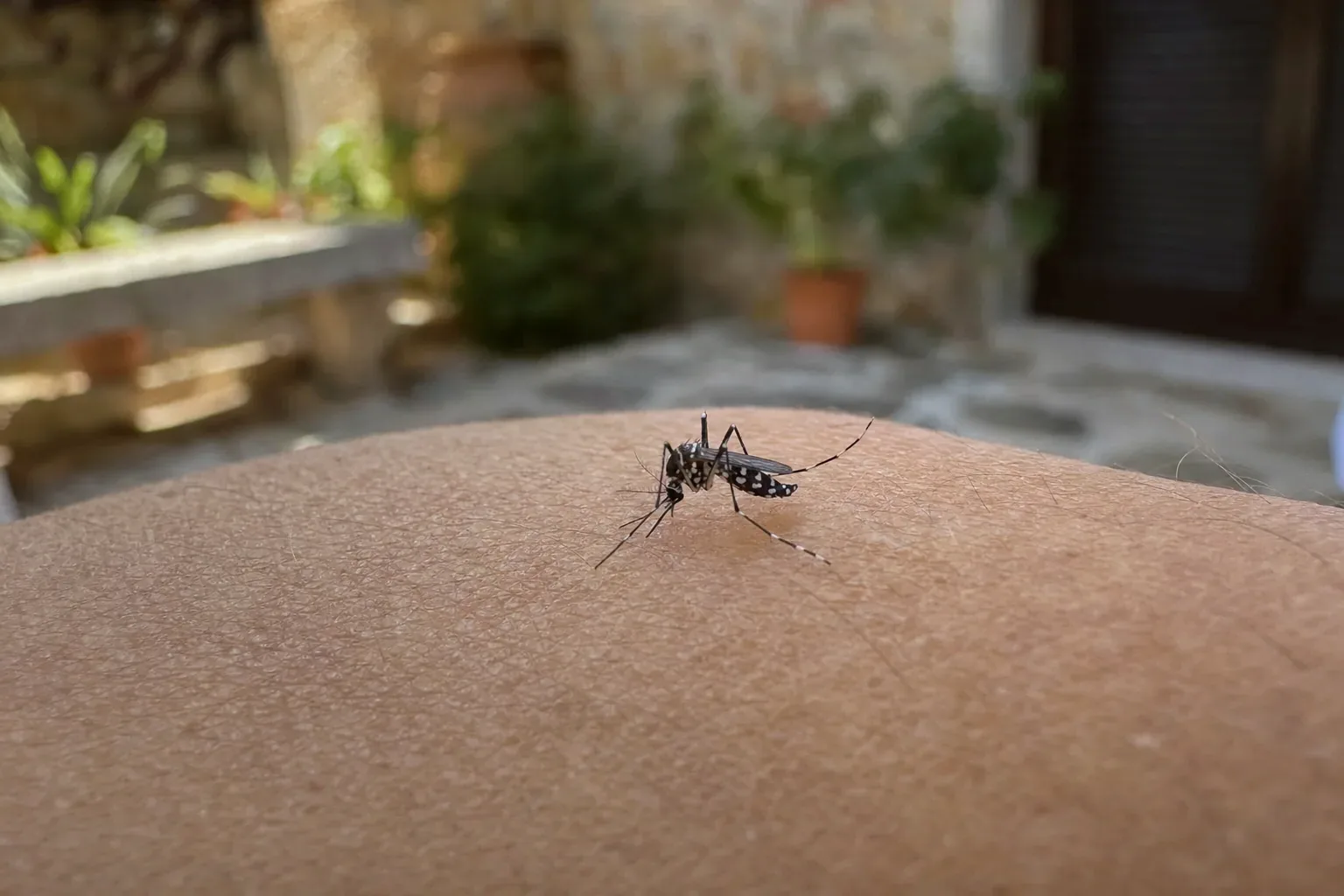 Tratamiento de mosquito tigre en Palau-solità i Plegamans — PalauControl