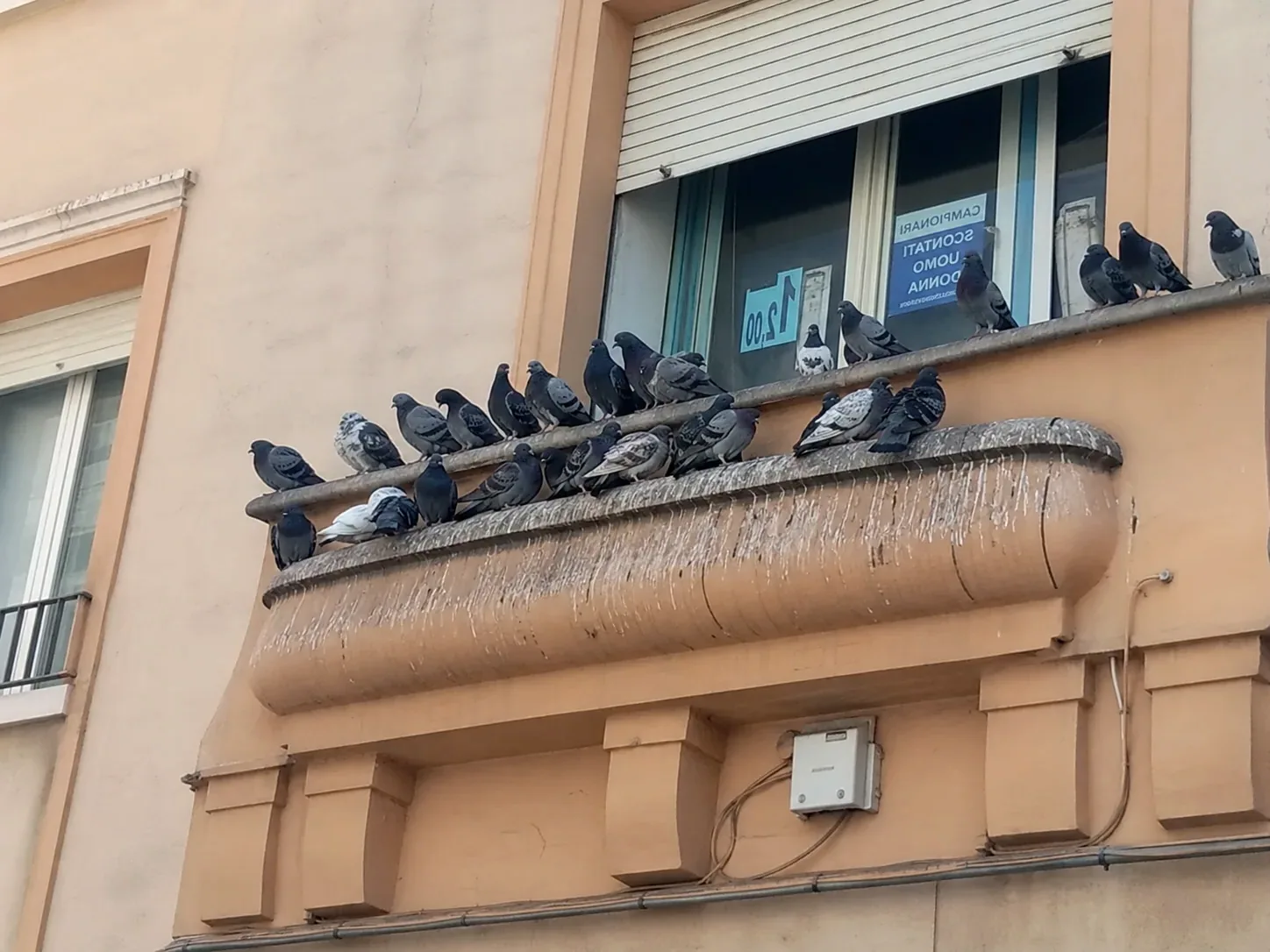 Palomas posadas en la cornisa de un edificio en Palau-solità i Plegamans