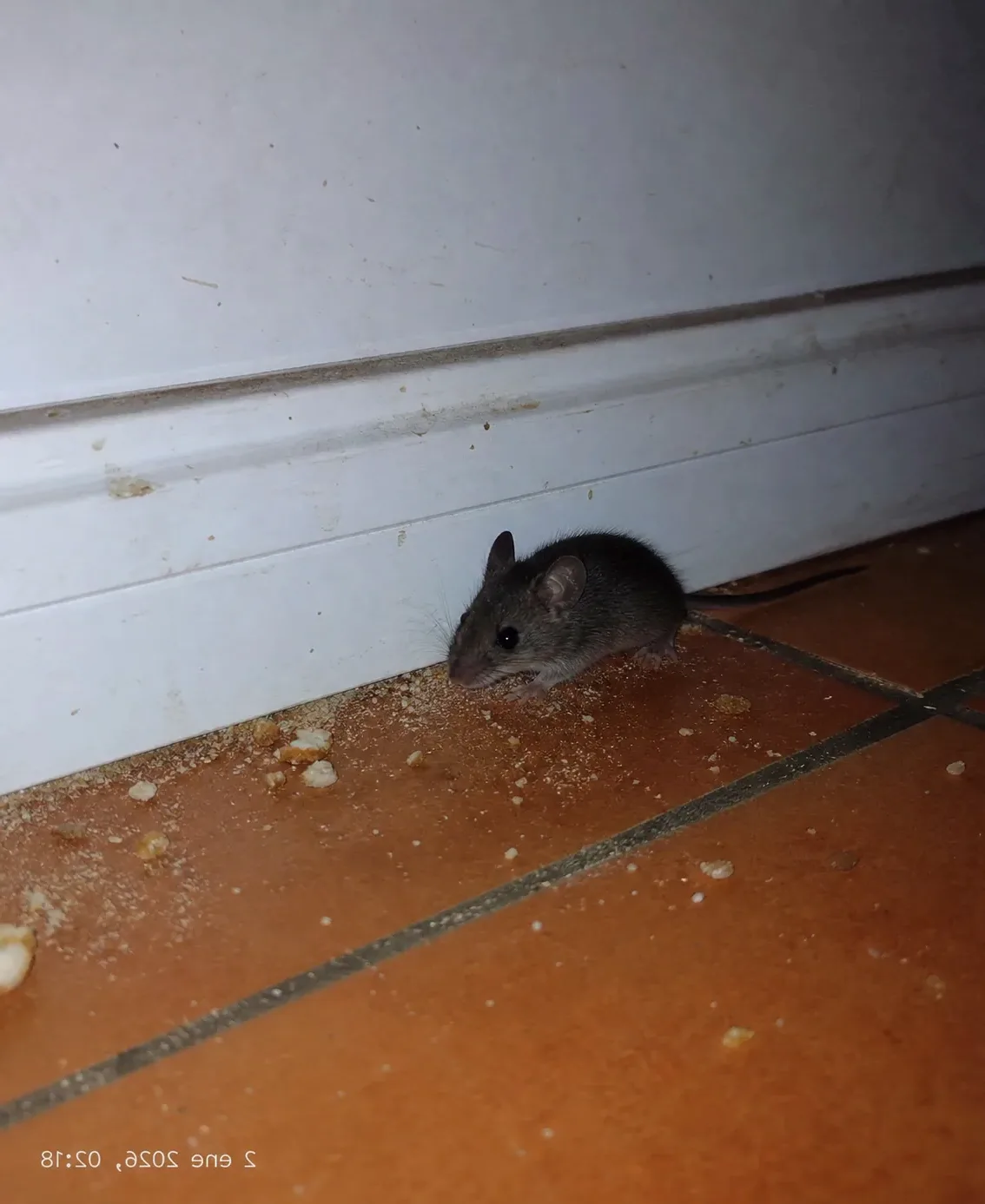 Ratón doméstico junto a un rodapié de la cocina